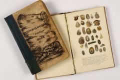 the-conchologists-first-book-5