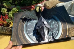 raven-pop-up-ill4
